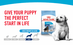 Royal Canin Dry Dog Food Maxi Puppy, Meat Flavour, 4 kg