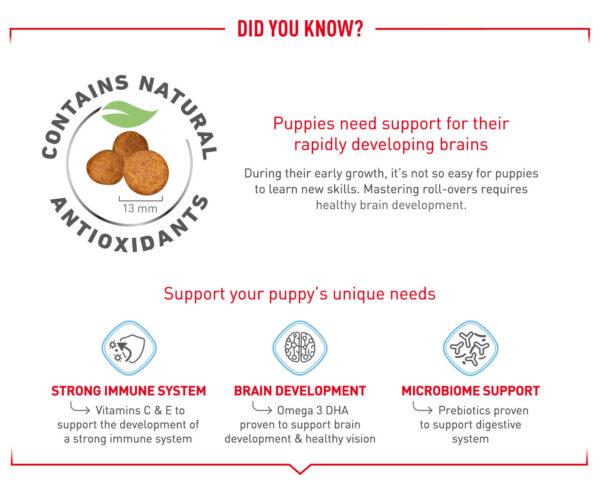 royal-canin-maxi-puppy-dry-dog-food-desktop-3 Royal Canin Maxi Puppy