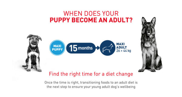 royal-canin-maxi-puppy-dry-dog-food-desktop-4 Royal Canin Maxi Puppy